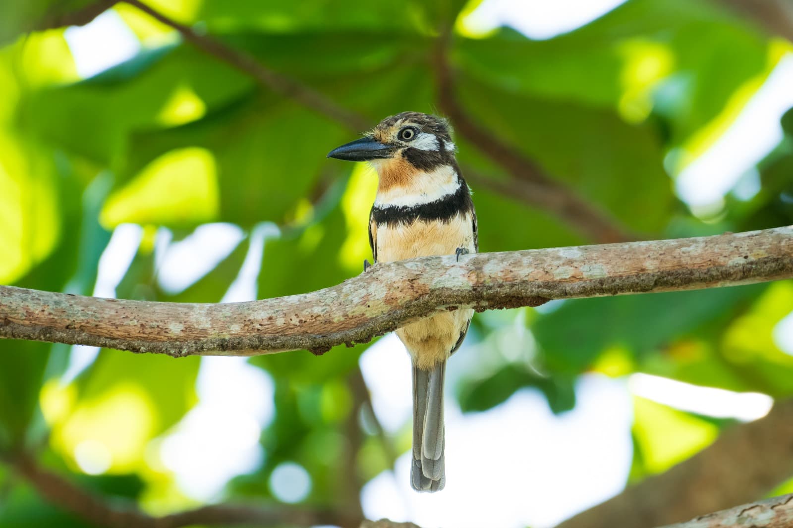 Fauna — Naturaleza Makai