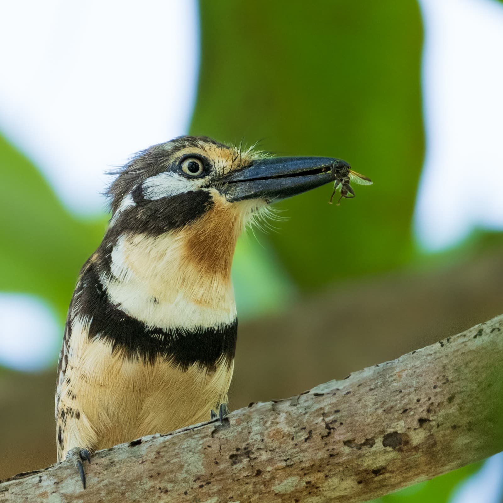 Biodiversidad — Makai